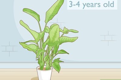 How to Get a Bird of Paradise to Bloom