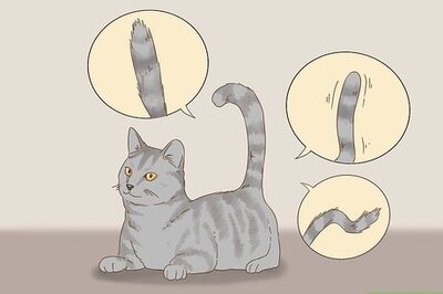 How to Communicate with Your Cat