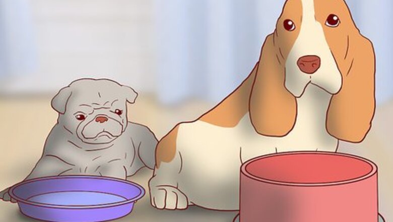 How to Educate Yourself As a New Dog Owner