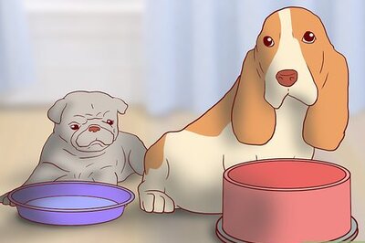 How to Educate Yourself As a New Dog Owner