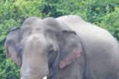 Elephant Gets 'Drunk' In Bengal After Consuming Rice Beer