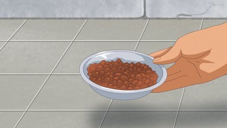 How to Approach a Stray Cat