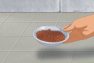 How to Approach a Stray Cat