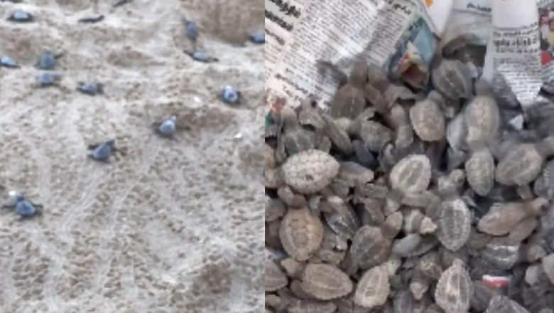 Video Of Baby Turtles Making Their First Voyage Will Give You Goosebumps