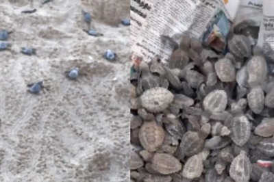 Video Of Baby Turtles Making Their First Voyage Will Give You Goosebumps