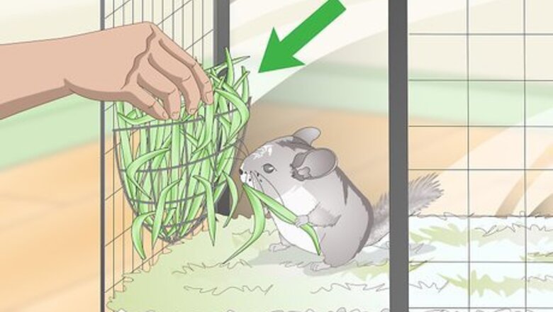 How to Supplement Nutrients in Your Chinchilla's Diet