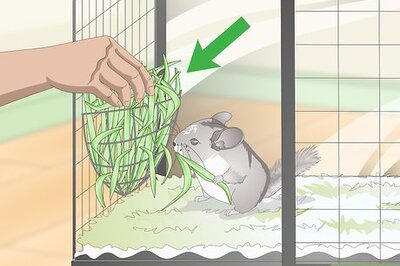 How to Supplement Nutrients in Your Chinchilla's Diet