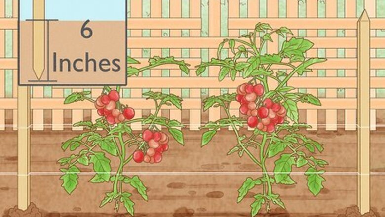 How to Tie Tomatoes Using the Florida Weave