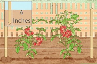 How to Tie Tomatoes Using the Florida Weave