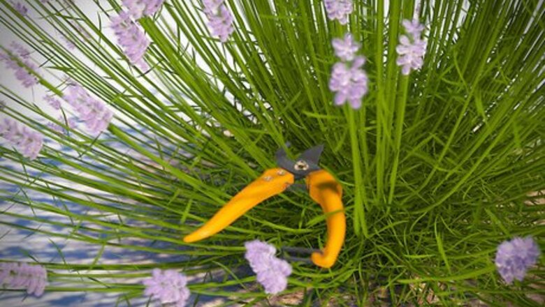 How to Dry Lavender
