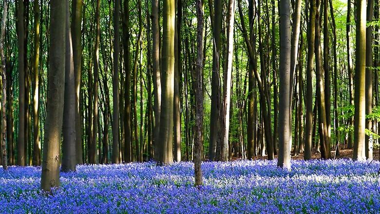 India, China Leading Global Greening Effort, Reveals NASA Study