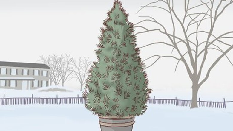 How to Care for a Living Christmas Tree