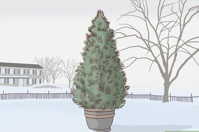 How to Care for a Living Christmas Tree