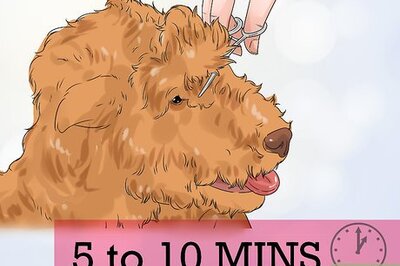 How to Groom a Dog That Bites