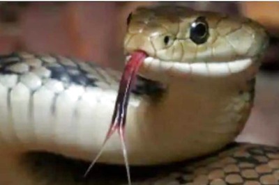 Part of China's Specialty Dishes, Ban on Rats & Cobras Bites Farmers as Covid-19 Renders Thousands Jobless