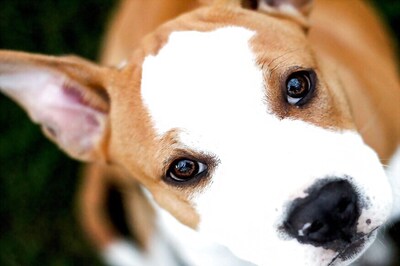 How Your Dog Manages to Make a Monkey Out of You