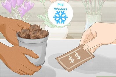 How to Plant Begonia Bulbs