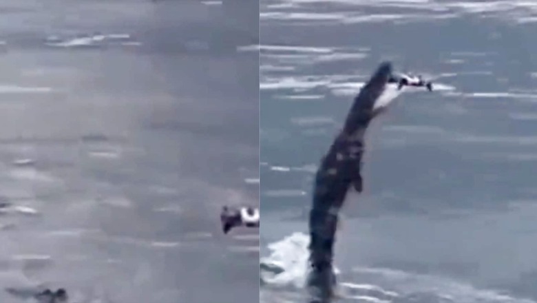 Anand Mahindra Stresses on How Nature Will 'Always Triumph Over Technology' With This Crocodile Video