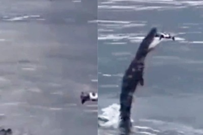 Anand Mahindra Stresses on How Nature Will 'Always Triumph Over Technology' With This Crocodile Video