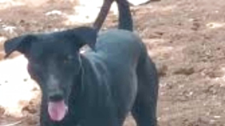 42-day-old Baby Dies After Dog 'Bite' In Telangana