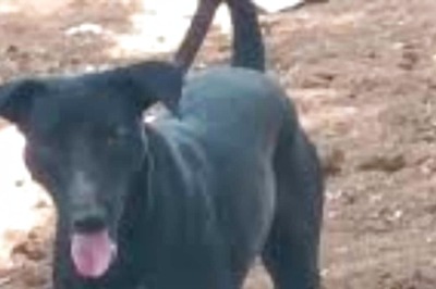 42-day-old Baby Dies After Dog 'Bite' In Telangana