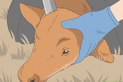 How to Wean Cattle