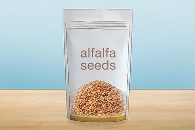 An Expert-Approved Guide to Growing Alfalfa Sprouts