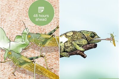 How to Gut Load Locusts and Crickets