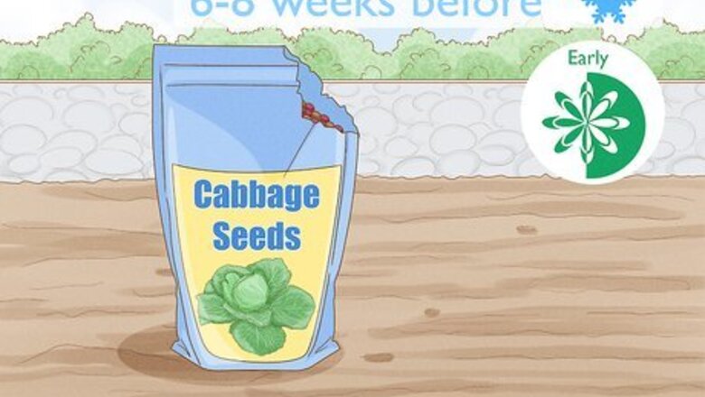How to Plant Cabbage