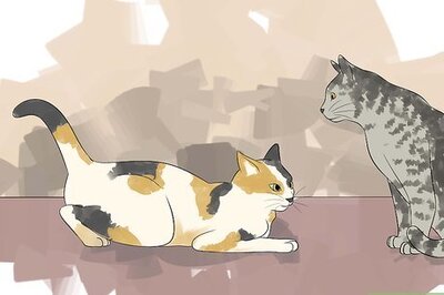 How to Breed Cats