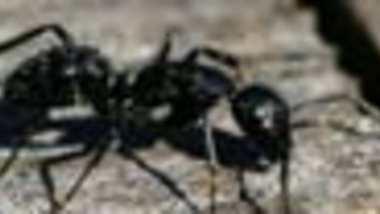 Ants better than humans at beating traffic jams