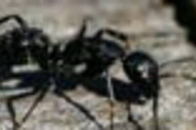 Ants better than humans at beating traffic jams