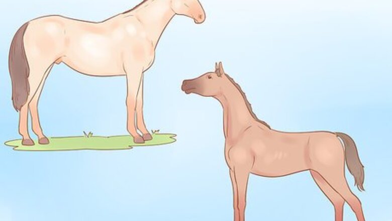 How to Judge a Horse
