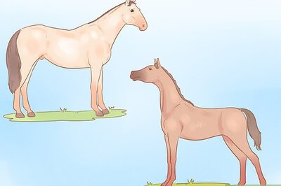 How to Judge a Horse