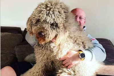 This 6-foot-tall Bulldog Weighs Only 45 Kg And Has 'Puppy-like Mindset'