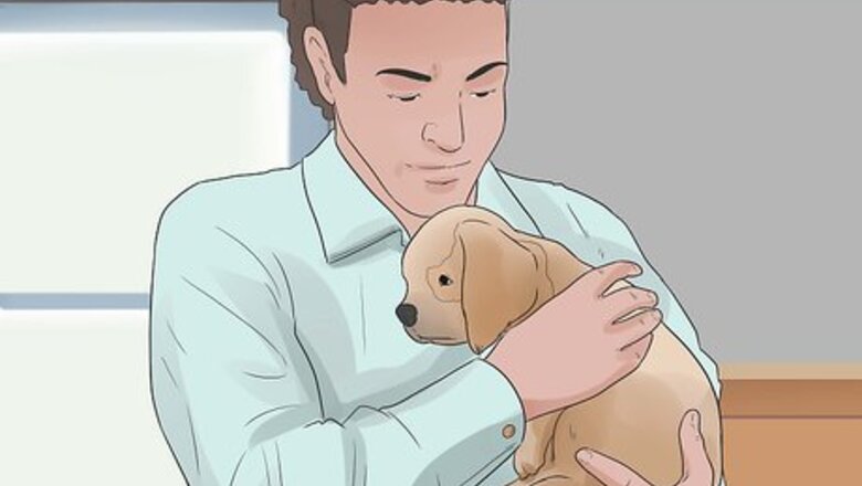 How to Care for Cavalier King Charles Spaniels