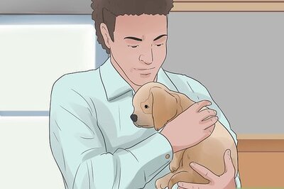 How to Care for Cavalier King Charles Spaniels