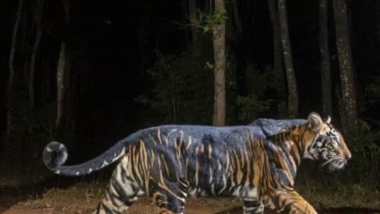Tiger Found Dead in Bandhavgarh Reserve, Territorial Fight Suspected