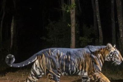 Tiger Found Dead in Bandhavgarh Reserve, Territorial Fight Suspected