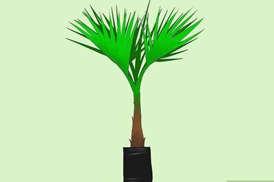 How to Grow a Washingtonia Robusta