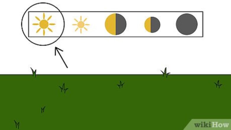 How to Grow Hops for Brewing Beer