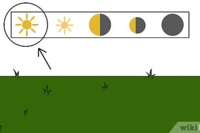 How to Grow Hops for Brewing Beer