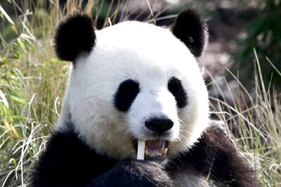 Finland Zoo To Return Pandas To China After Spending Rs 88 Crore On Them