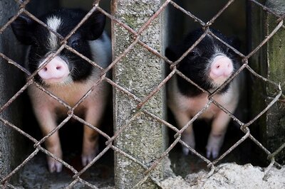 Centre Asks Assam Govt to Opt for Culling of Pigs Affected by African Swine Fever