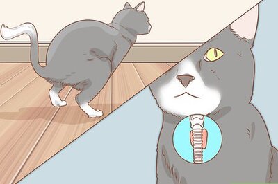 How to Diagnose and Treat Megacolon in Cats