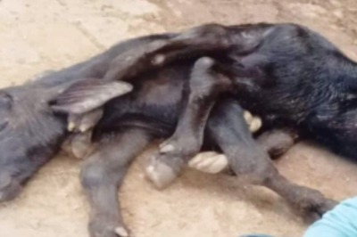 Ayodhya Buffalo Gives Birth To 8-legged Calf, Locals Call It A 'Miracle'