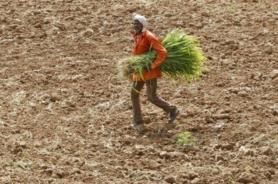 Over 12,000 Farmers Committed Suicide in 3 Years, Says Maharashtra Govt
