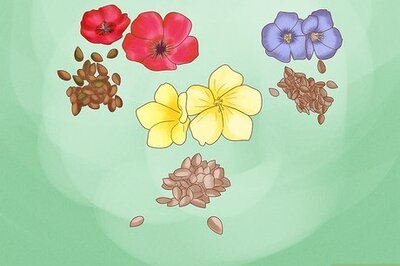 How to Grow Flax from Seed