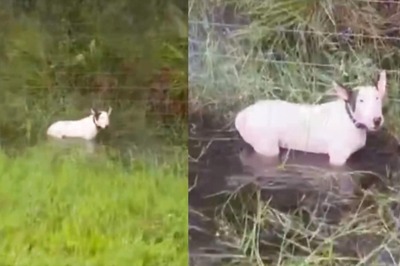Watch: Dog, Tied To Fence As Hurricane Milton Approached Florida, Rescued