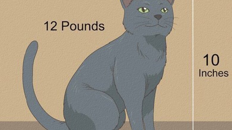 How to Identify a Nebelung Cat